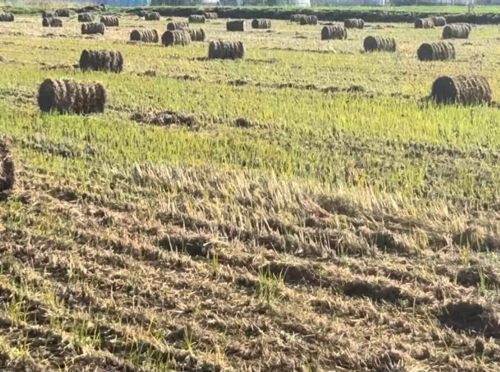 ENDO FARMが大切にする土耕栽培の畑