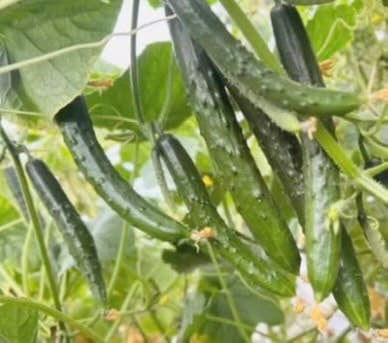 ENDO FARMが土耕栽培した北海道鷹栖町産のきゅうり